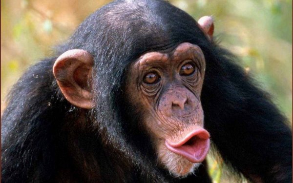 Ученые рассказали чем обезьяньи мозги уступают человеческим