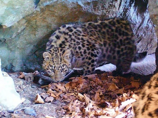 В Приморье амурский тигр и самка леопарда делят одну и ту же пещеру