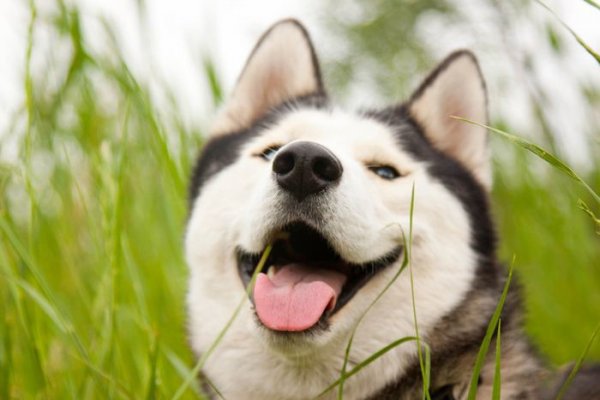 Ученые рассказали о настоящей реакции собак на улыбку человека