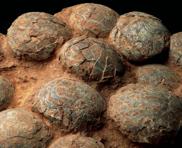 В Китае учёные нашли 215 яиц птерозавра: Причина вымирания гигантов разгадана