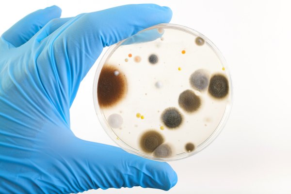 На МКС обитает 12 тысяч видов бактерий – Ученые
