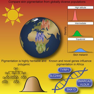 Генетики: пигментация кожи африканцев сложнее, чем у европейцев