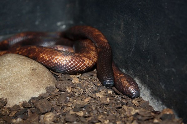 Африканские змеи обладают самой толстой кожей