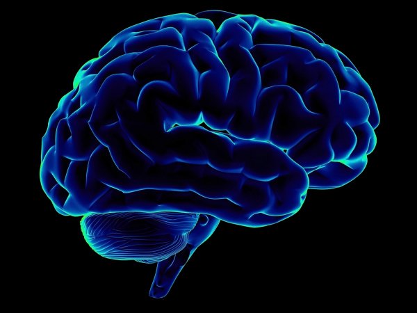 Ученые узнали, насколько сильно мутирует мозг человека за жизнь