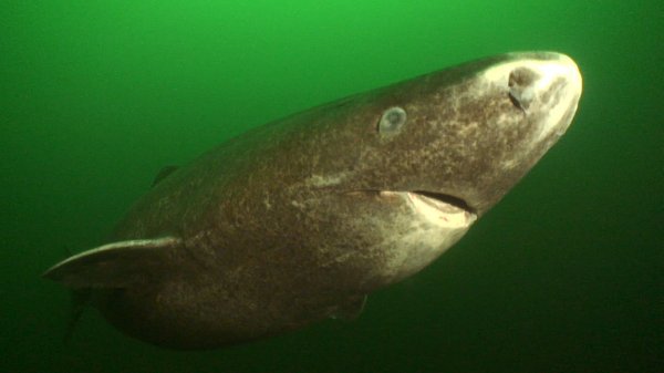 Учёные обнаружили акулу возрастом более 500 лет