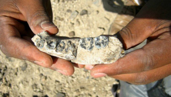 Ученые обнаружили в Индонезии останки самого древнего рыболова на Земле