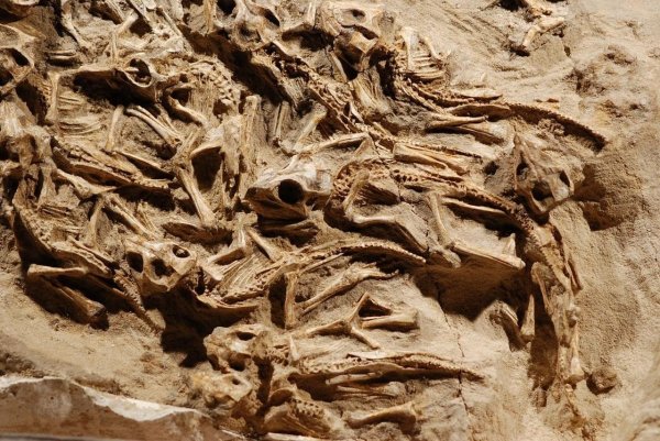 Учёные: 300 млн лет назад пустынные тропики были полны жизни