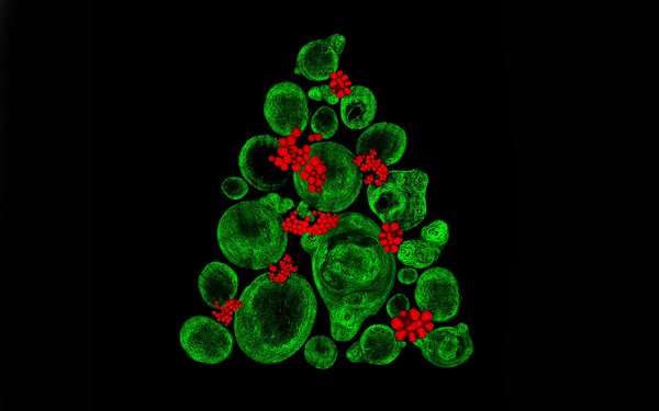 В Британии из стволовых клеток сделали новогоднюю елку