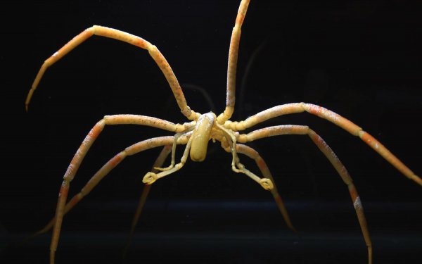 Исследователи: Новый вид пауков получил название в честь Боба Марли