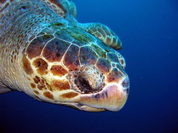 Учёные разгадали тайну маршрута новорождённых морских черепах