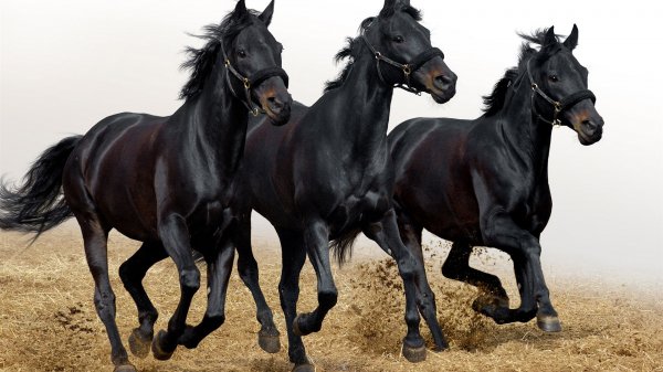 В 2019 году могут появиться генно-модифицированные «супер-лошади»