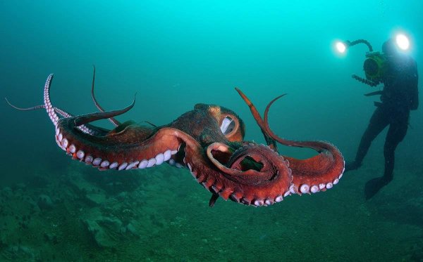 В океане был найден новый вид гигантских осьминогов