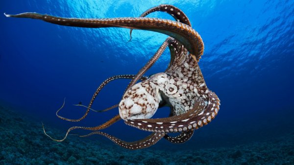 Учеными открыт новый вид гигантского осьминога