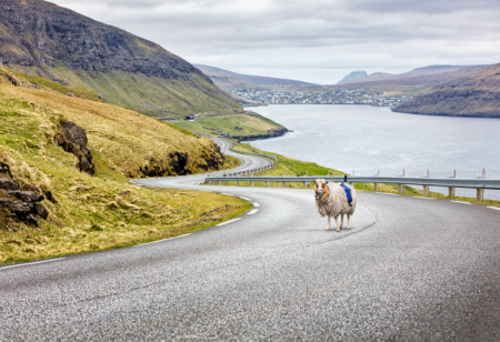 Google установила камеры на овец для съёмки Фарерских островов